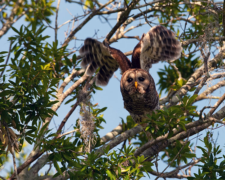 Barred Owl Launching on Allligator Alley.jpg