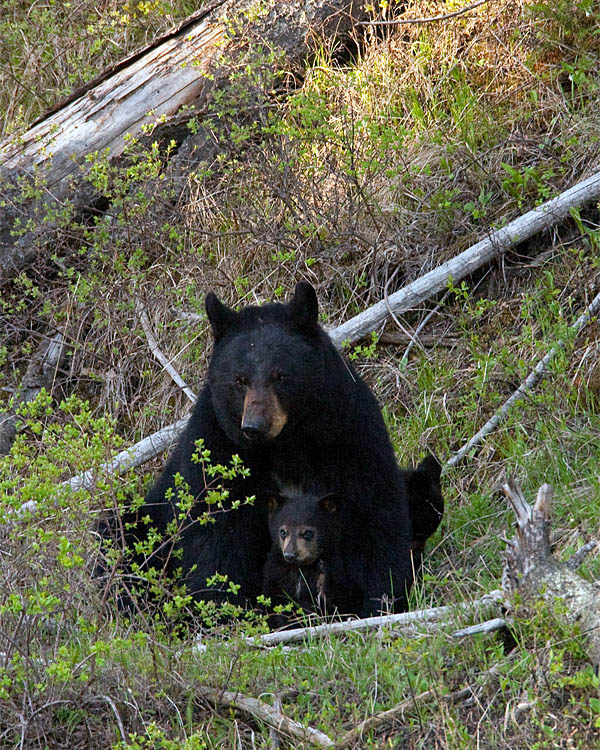 Black Bear with Cubs Near Calcite Springs.jpg