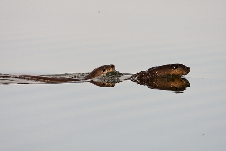 Two Otters Swimming in Sedge Bay.jpg