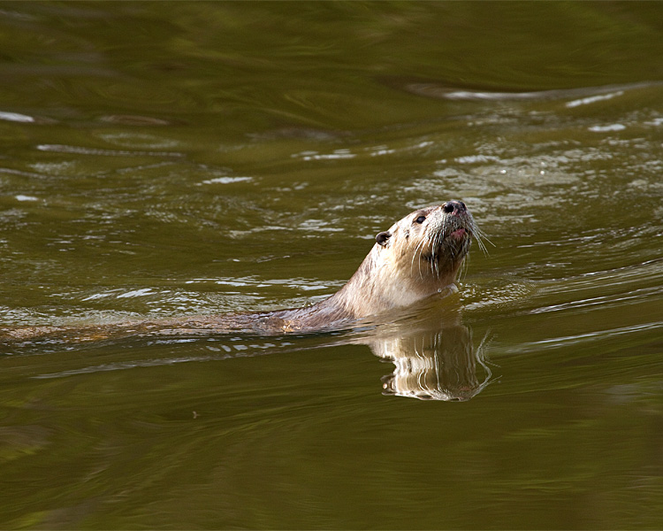 River Otter Swimming.jpg