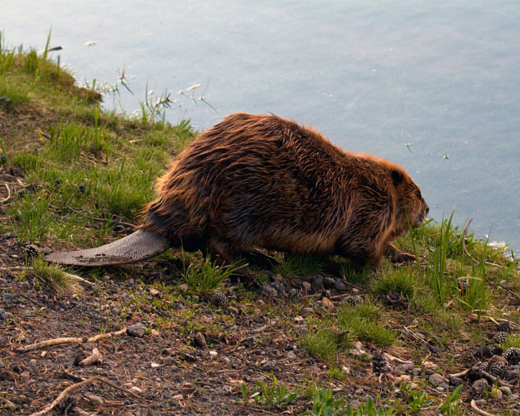 Beaver Heading for the River.jpg