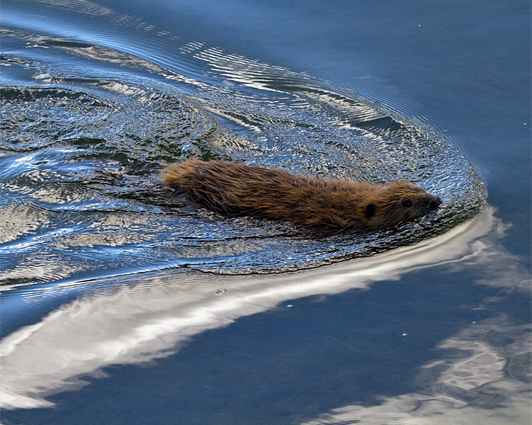 Beaver Swimming in the Yellowstone River.jpg