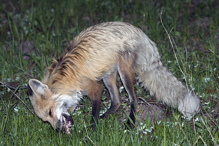 Fox Eating Breakfast.jpg