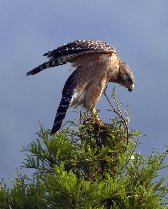 Lake Hollingsworth Red Shoulder Hawk Spreading wings 2.jpg