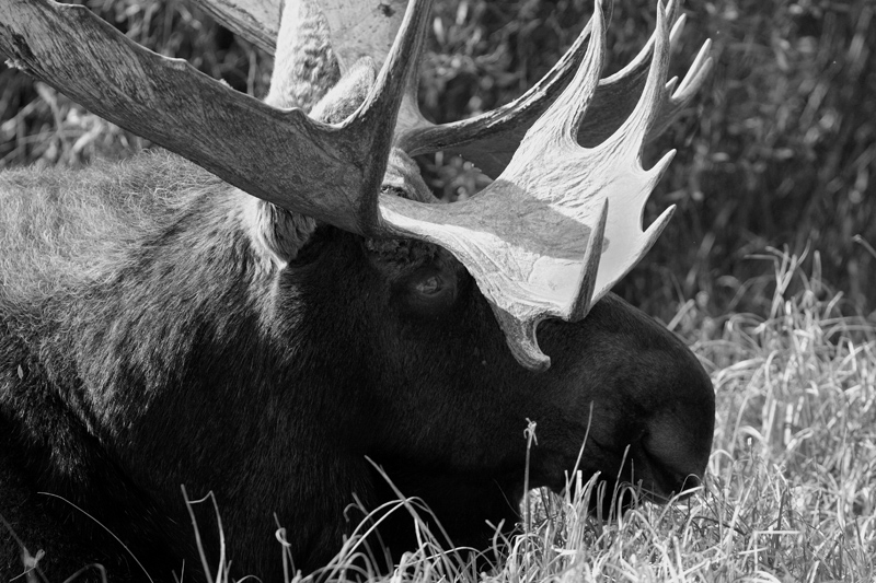 Bull Moose Laying Down Closeup Black and White.jpg