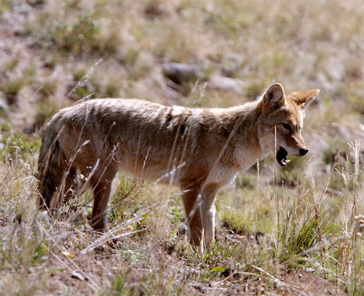 Coyote in Lamar Valley with mouth open.jpg