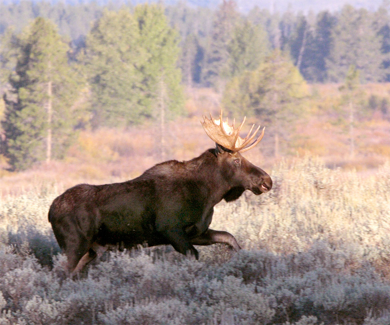 Moose on the run.jpg