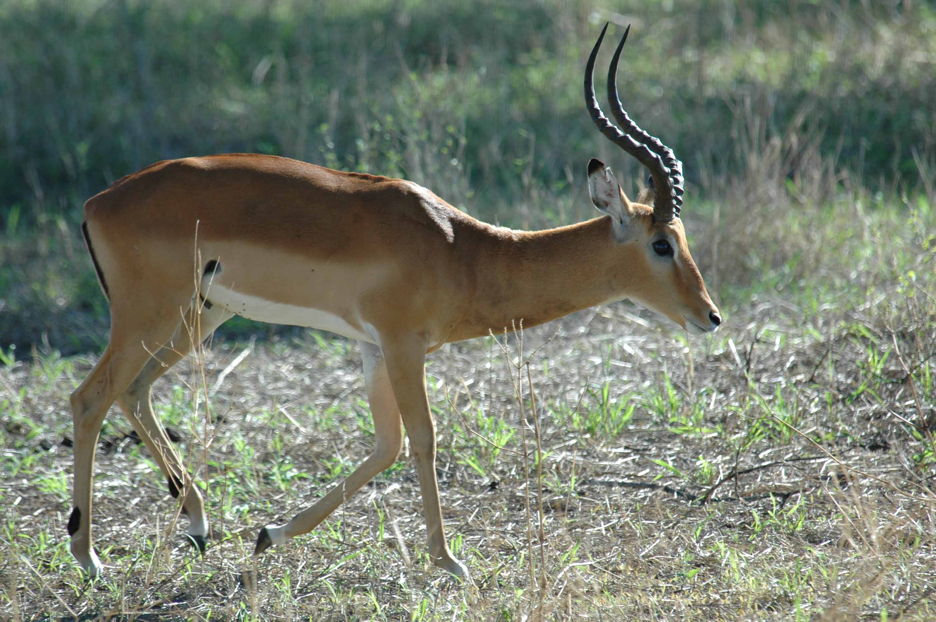 Impala