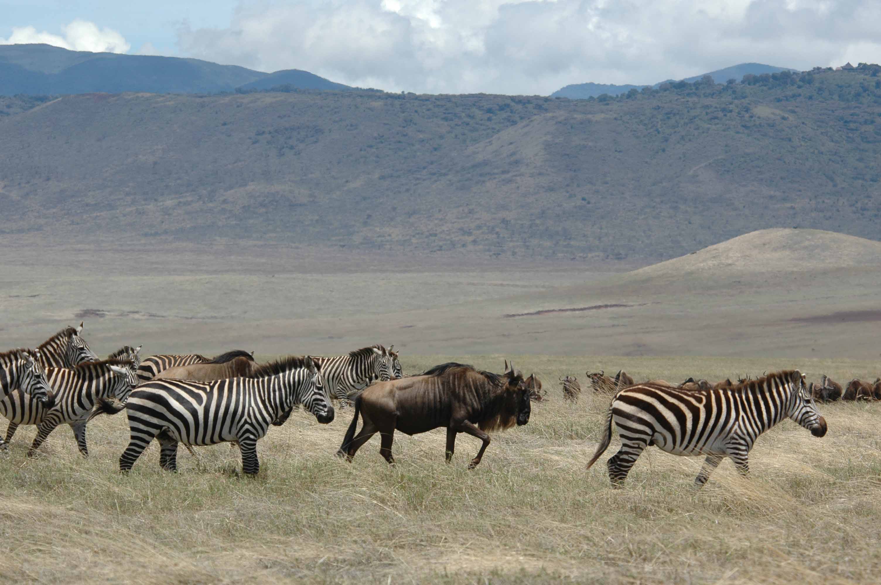 Zebra and wildabeast travel together