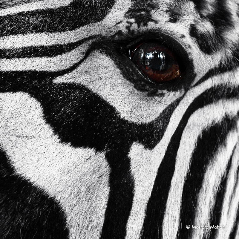 Zebras Eye