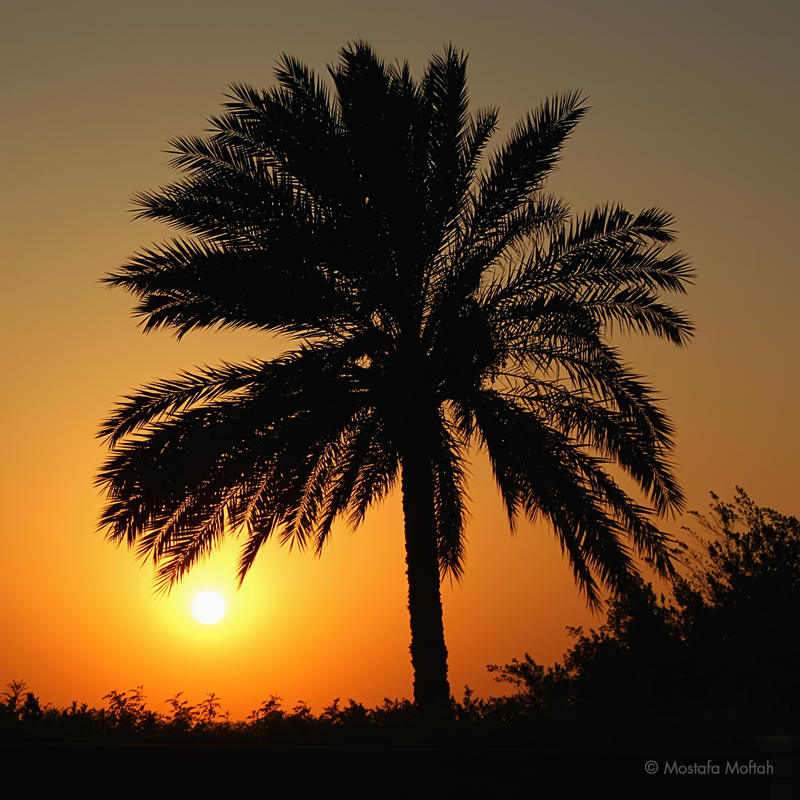 Palm Tree on Sunset