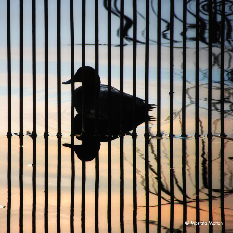 Duck Silhouette