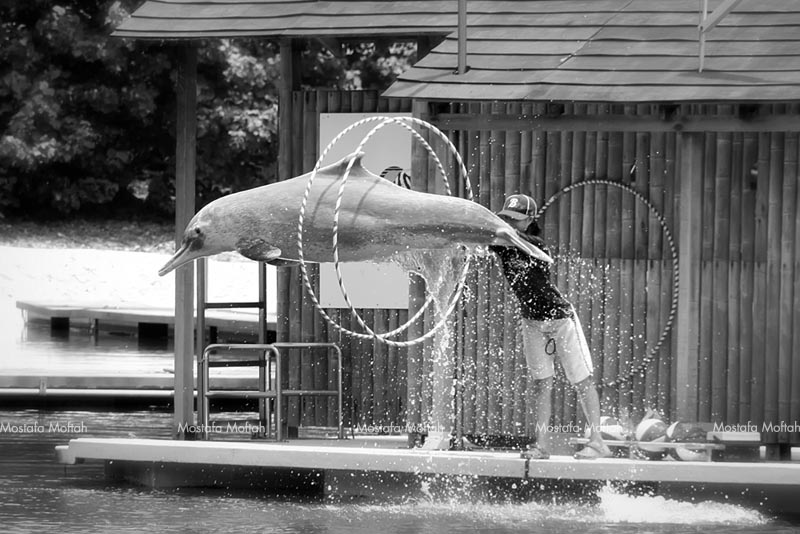 Pink Dolphin