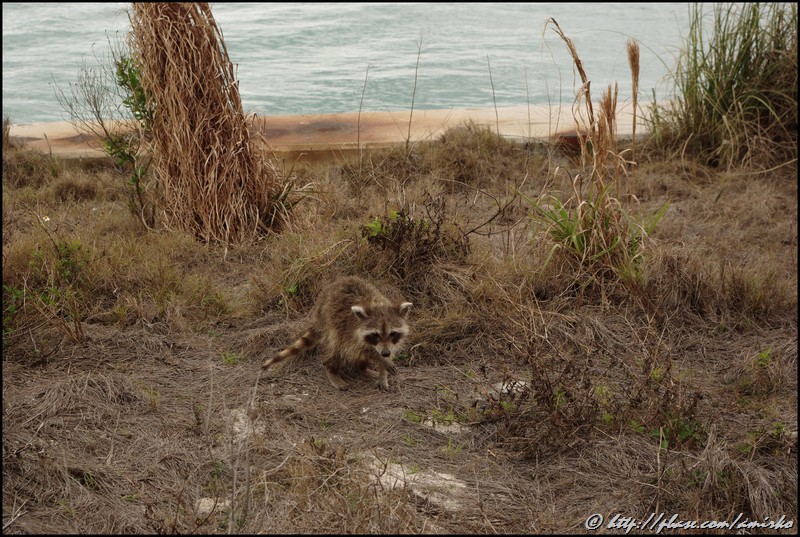 Racoon (Key Biscayne)