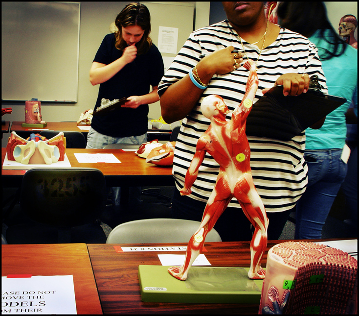 Anatomy lab