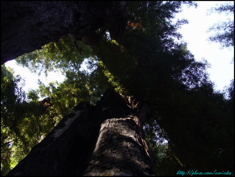 Redwood trees