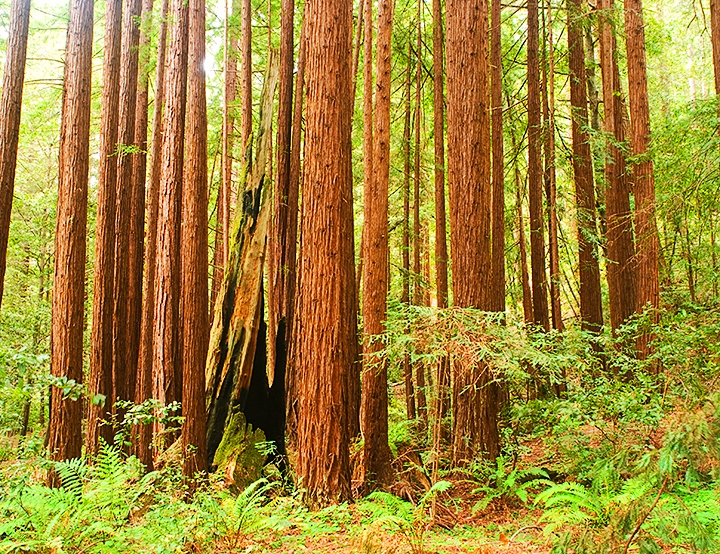 Redwood Grove