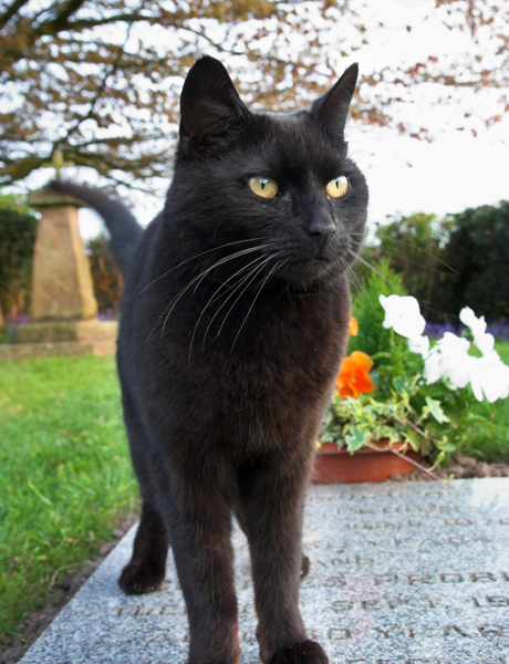 My favourite Church Cat