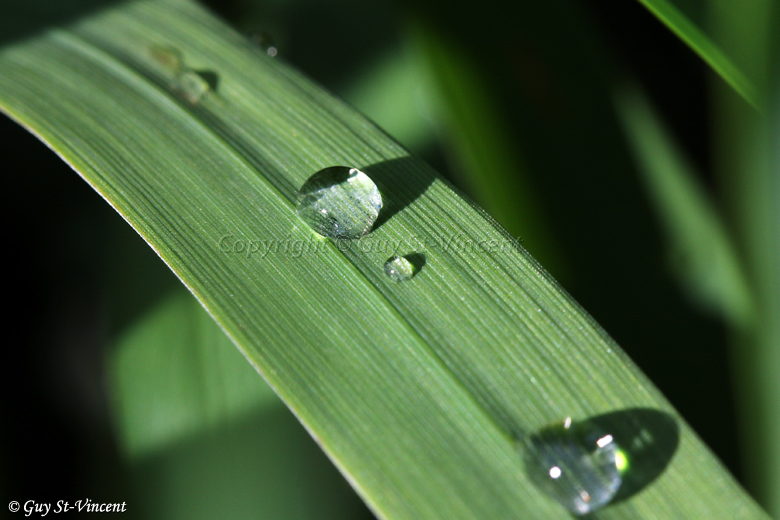 Drops on Lines II