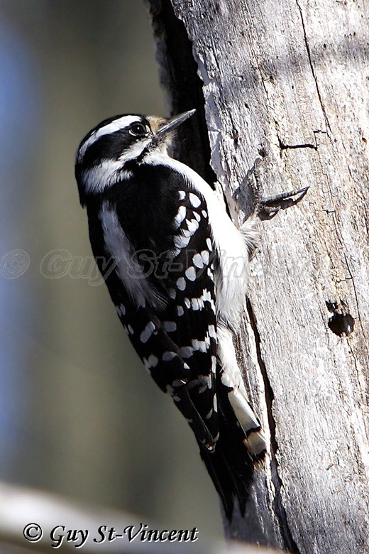 Downey Woodpecker II