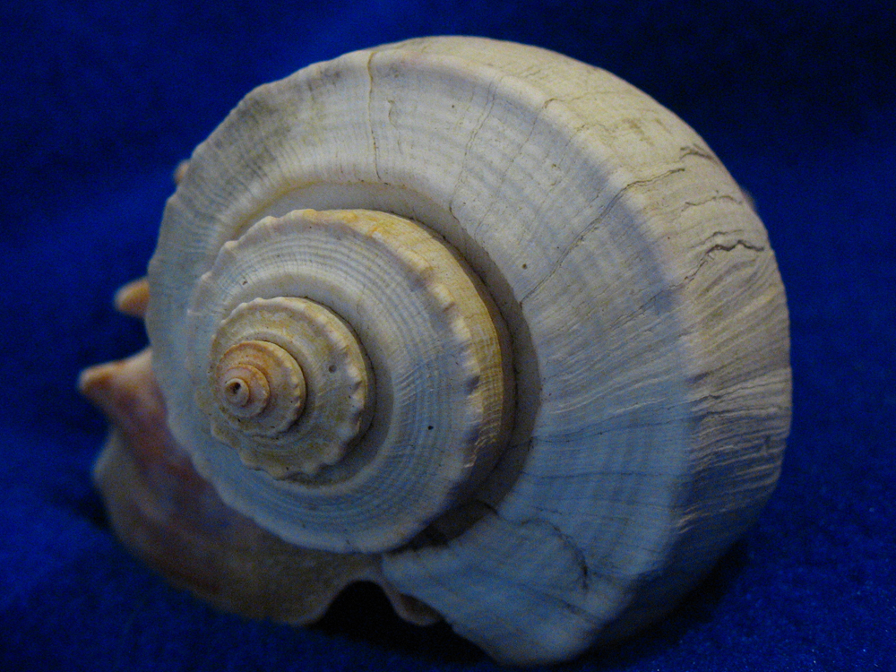 SHAPES in nature: SPIRALS