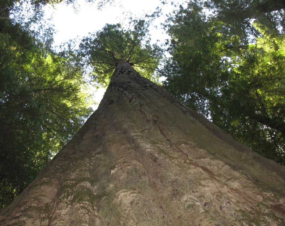 Redwoods: Looking UP