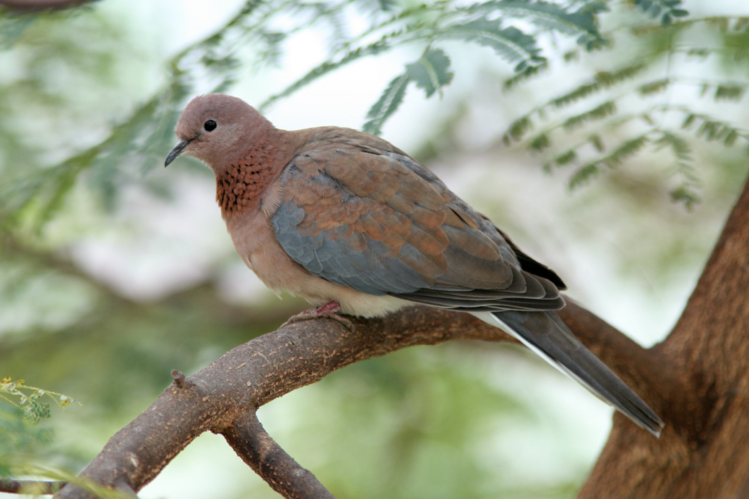 Palmduva/Laughing Dove