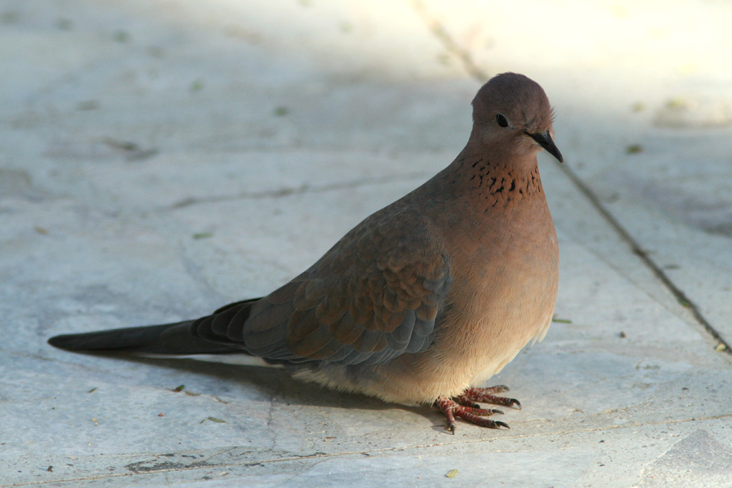 Palmduva/Laughing Dove