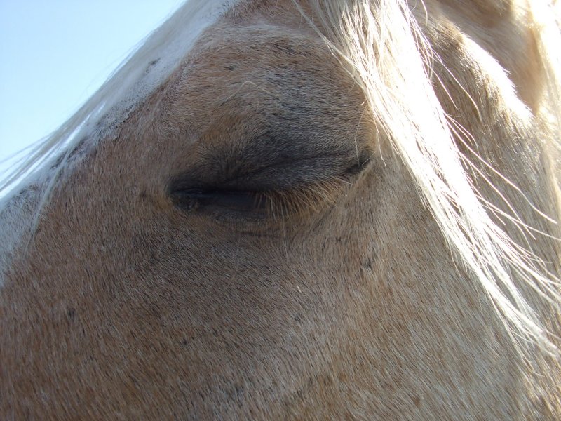 Eyelashes