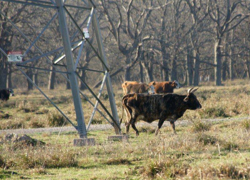 Cows Under the  Powerline