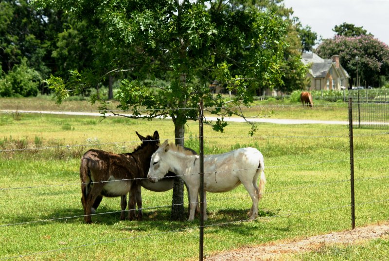 Miniature Burros Under a Tiny Tree