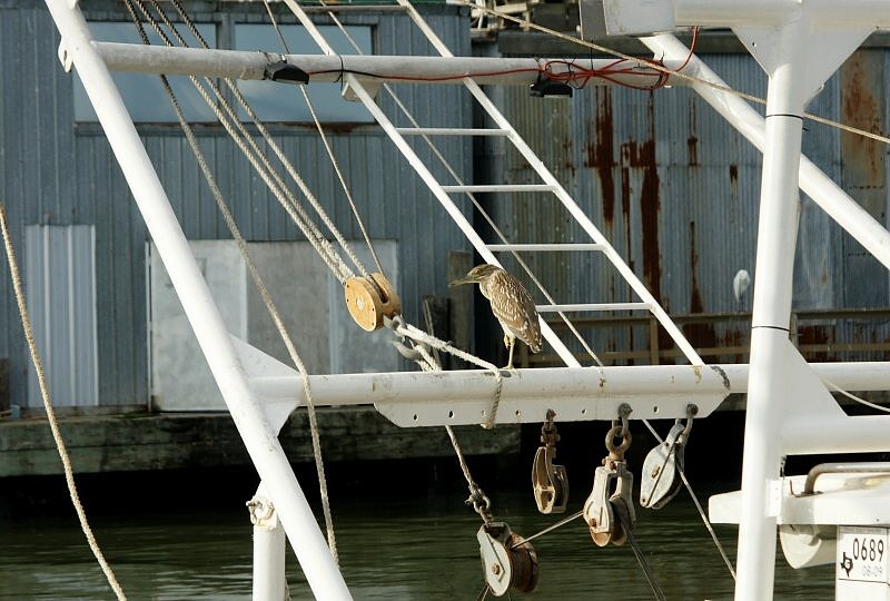 Juvenile Black-crowned Night Heron