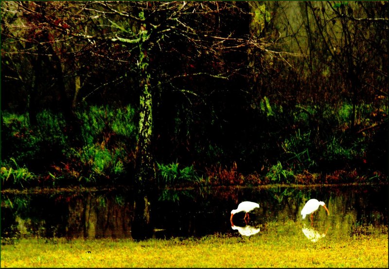 Ibis