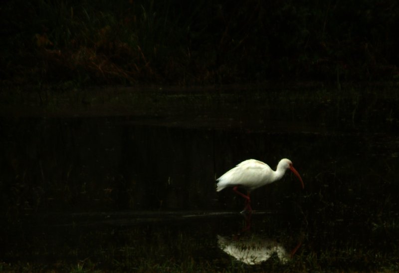 White Ibis
