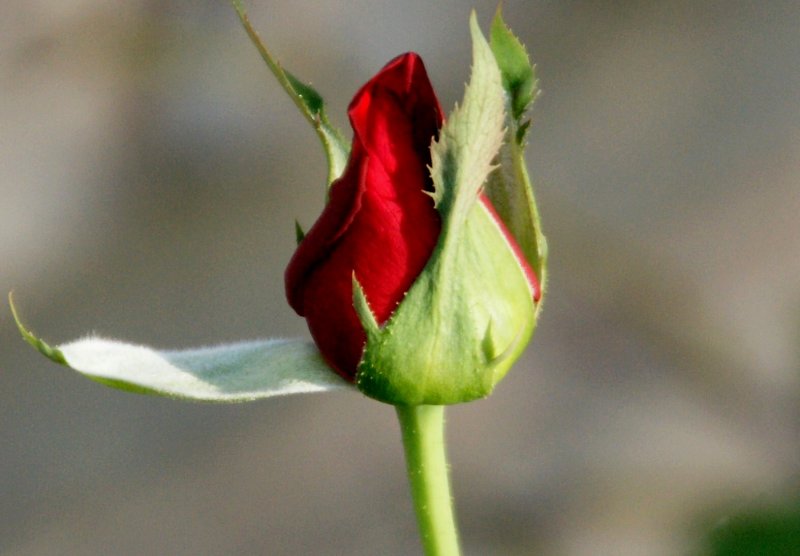Red Red Rose