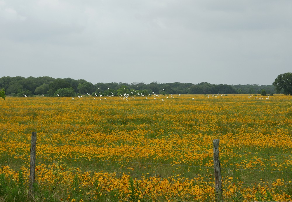 Egrets 