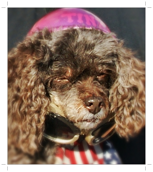 Biker Dog ~ Tina