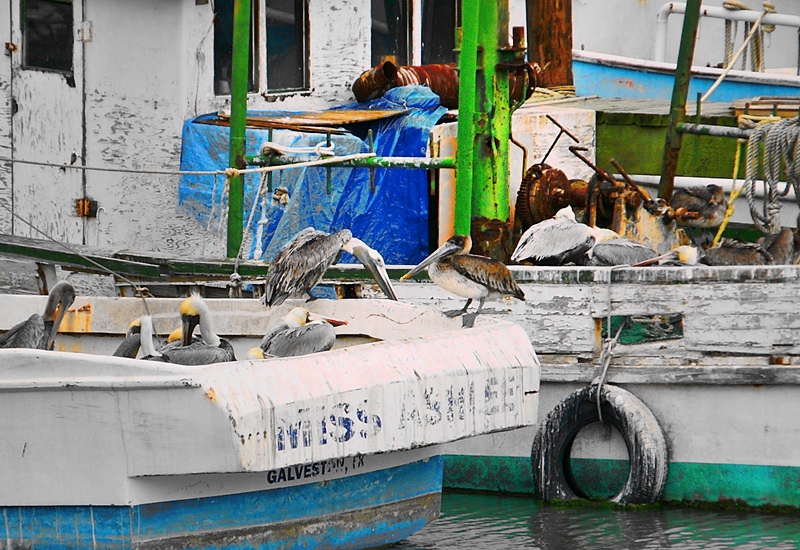 Mosquito Fleet