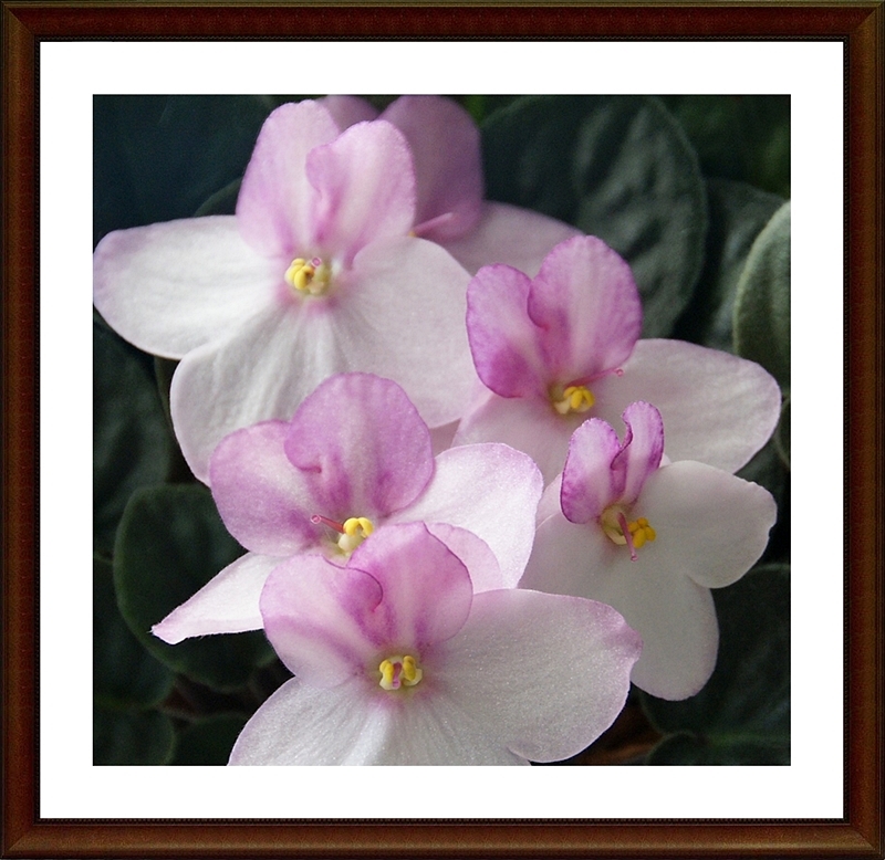 WIC #145 - SIMPLICITY