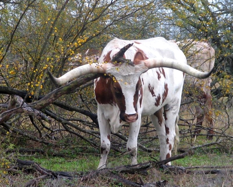 A Good Scratch Behind the Ear