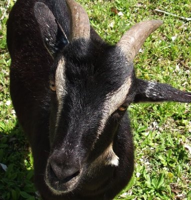 Little Goat Buddy