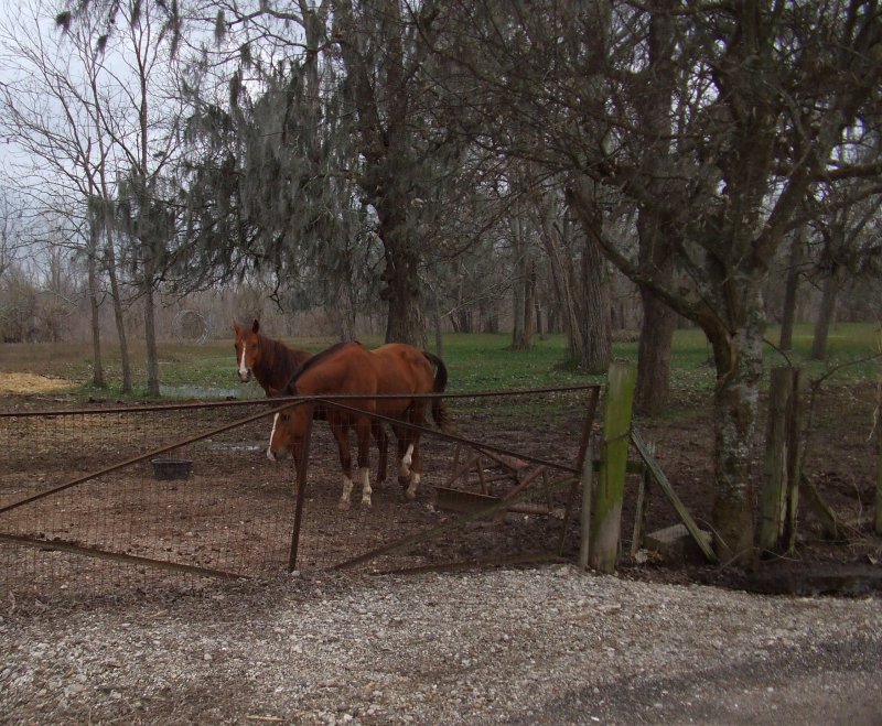 Two Horses at the Gate