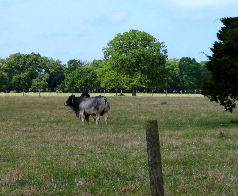 Bull's Pasture