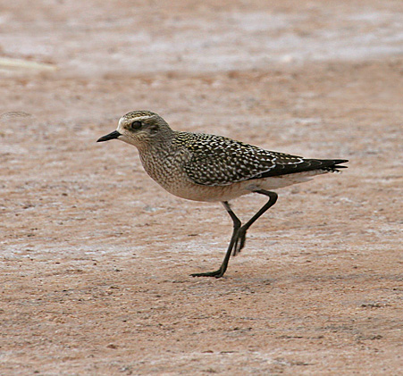 American Golden-Plover