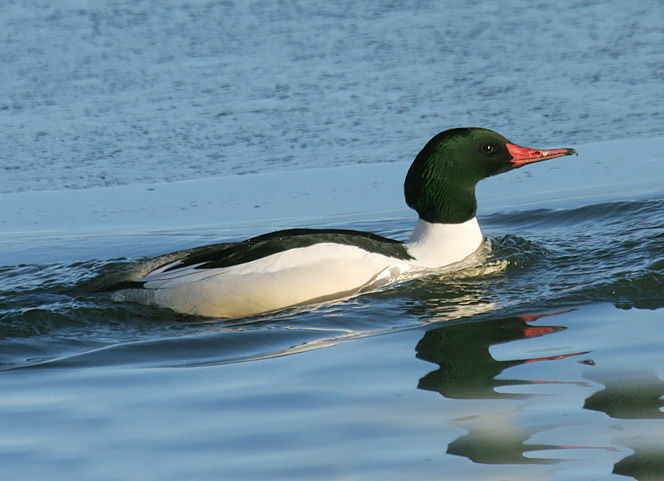 Common Merganser