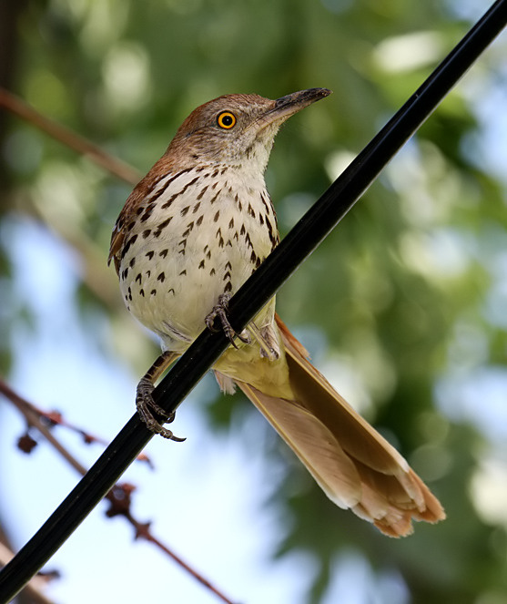 Brown Thrasher