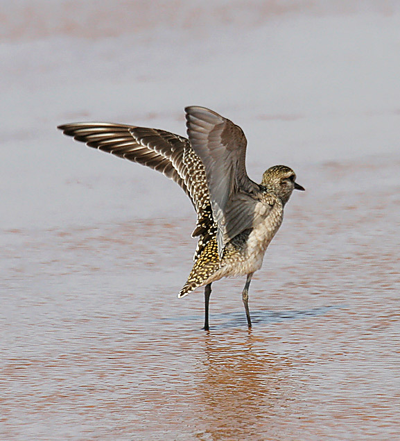 American Golden-Plover