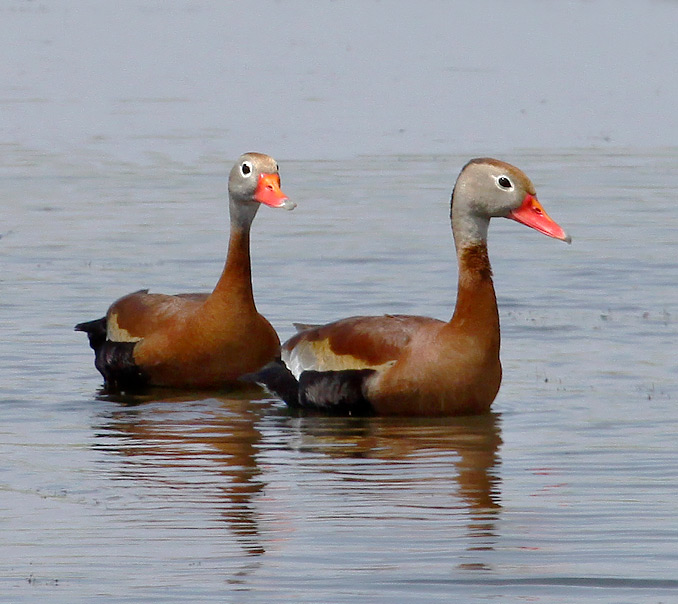 Black-bellied Whistling-Ducks