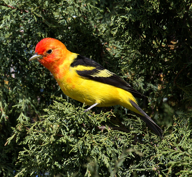 Western Tanager