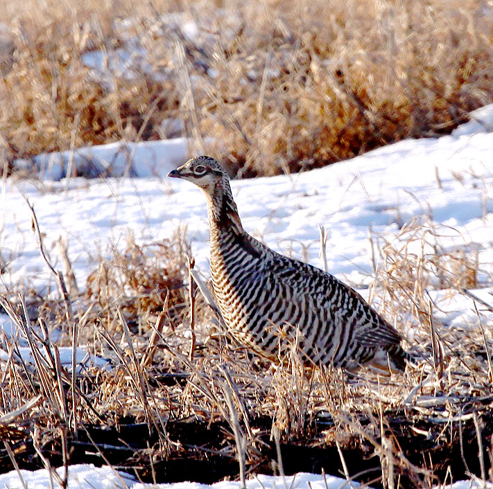 Greater Prairie-Chicken